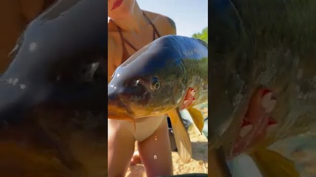 На что клюет сазан? смотреть онлайн