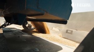 Загрузка зерна в рукава. Упаковка озимого ячменя в ООО "УСПЕНСКИЙ АГРОПРОМСОЮЗ", июль 2023