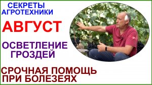 Осветление гроздей. Экстренная помощь при заболеваниях и немного о монофосфате.