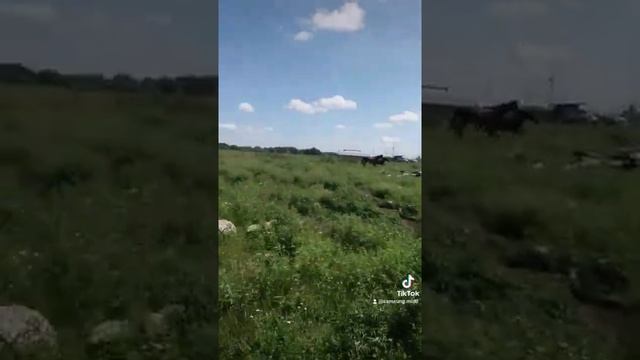 лошади смотреть онлайн