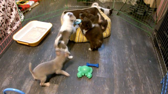 Чихуахуа щеночки - веселое настроение смотреть онлайн