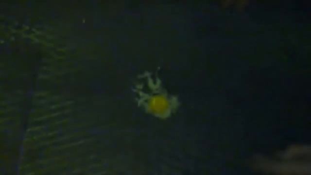 Металлург пожарил яичницу прямо в цехе смотреть онлайн