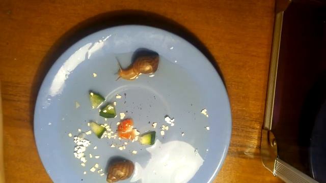 Оживление улиток  часть 2  