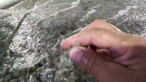 Расщет биозагрузка в узв, и о норме кармления при полезной площади биозагрузки.