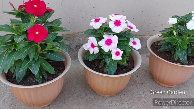 Summer Care of Vinca/Sadabahar/Sada Suhagan flower plant. Vinca flower plant care in March month. смотреть онлайн