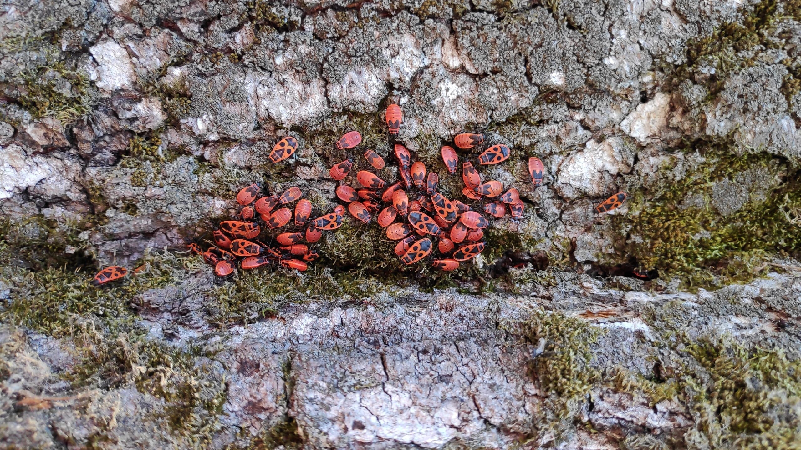 Жуки? - Нет! Клопы-солдатики! смотреть онлайн