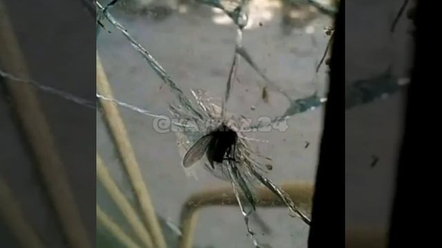 Муха стекло смотреть онлайн