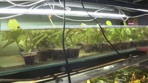 Старый Аквариумист. Питомник аквариумных растений в Москве