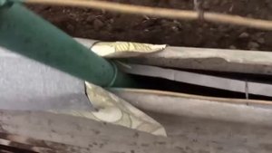 Укрытие винограда на зиму. Необычный и очень надёжный способ.