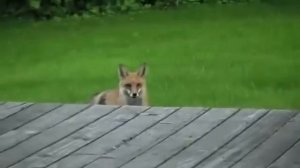 Что кричит лиса?Зачем лиса кричит? What the fox shouts   ?