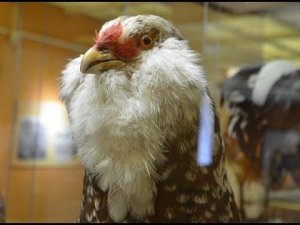 Дарвиновский музей. Выставка "От Жар Птицы до Курочки Рябы". Отечественные породы кур.