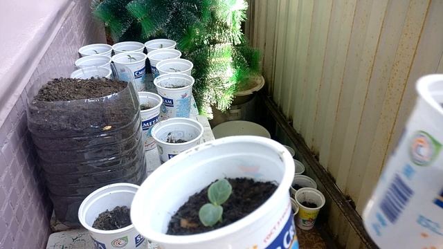 ➤ Выращивание помидоров и огурцов на балконе ➤ Часть 1 смотреть онлайн