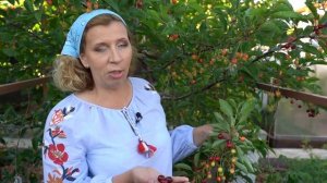 Лучшие сорта вишни и черешни