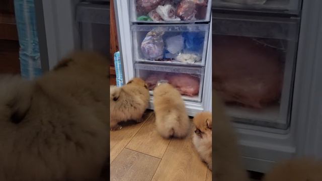 Игры померанских шпицев щенки продажа #pomeranian #померанскийшпиц #spitz #шпиц #продажа