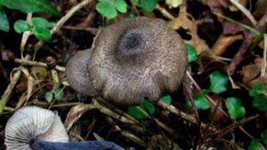 Грибы Энтоломы Бывают Разными