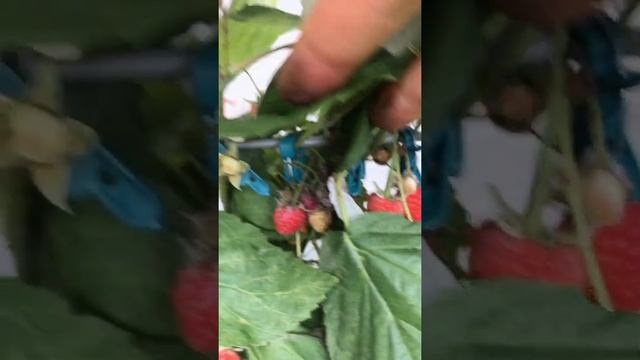 Прищепки для кустовых растений
