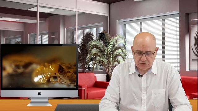 Tipos de termitas, carcomas y xilófagos. Problemática y tratamiento interdisciplinar. смотреть онлайн