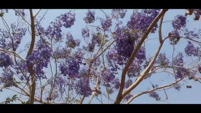 JACARANDÁ MIMOSO - Uma das árvores mais belas do Brasil #jacarandamimosaefolia #arvores смотреть онлайн