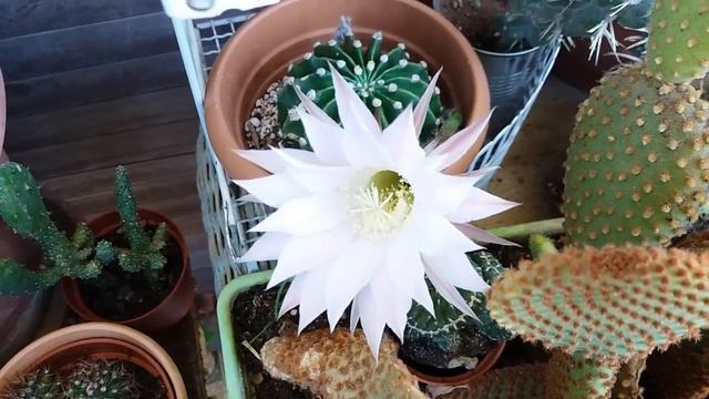 My Echinopsis subdenudata cactus ( Domino cactus ) in beautiful flower.