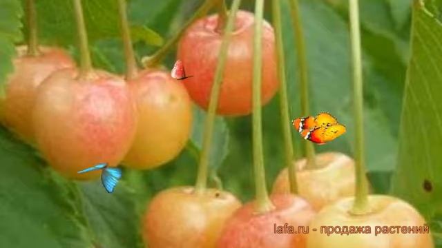 Черешня обыкновенная Северная (chereshnya-severnaya) ? обзор: как сажать, саженцы черешни Северная