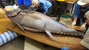 Самый большой тунец в мире стал тихоокеанский голубой тунец весом 411,6 кг.