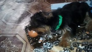 Собака восполняет нехватку кальция