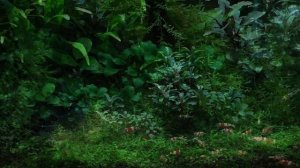 Что такое медленный травник и его положительные стороны