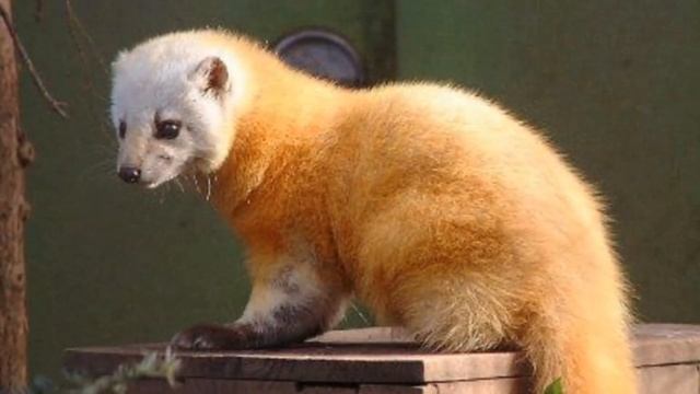 Разведение Соболя в домашних условиях как бизнес идея смотреть онлайн