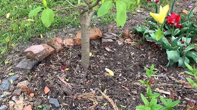 ЖИЗНЬ в ГЛУХОЙ ДЕРЕВНЕ. БЕЛАРУСЬ. ЦВЕТЕНИЕ МАГНОЛИЯ ДАФНИ (Magnolia Daphne ) смотреть онлайн