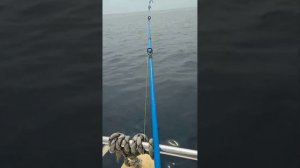 Ловля скумбрии на пилкер и самодур.Приморский край.