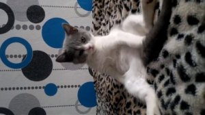 котенок объелся