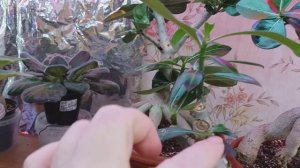 Адениумы. Грунт, в котором растут мои адениумы.