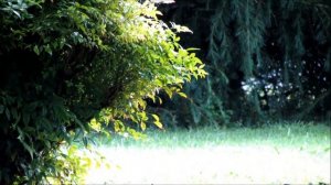 Canon PowerShot SX40 HS Full HD Test Footage 1080p