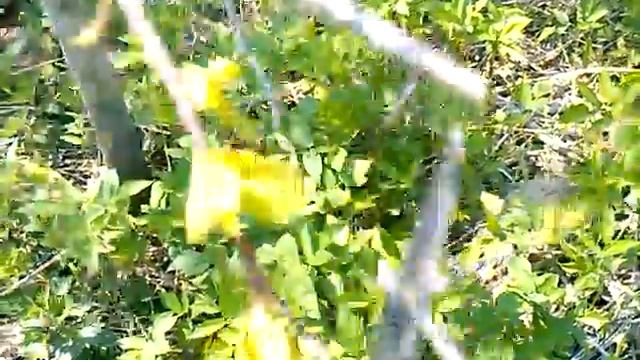 Тёрн обрезка.Тёрн слива.Обрезка терна весной.Обрезка сливы весной