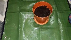 DWARF TOMATO BONSAI "Minibel" (Planting)