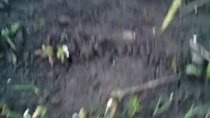 Эфект гербицида тотрил на чесноке на 3 сутки