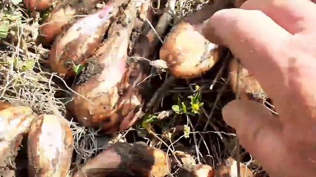 Эксперемент с многосемейным луком (посажен в октябре) выкопан 24 июля. Результат удивляет.... смотреть онлайн