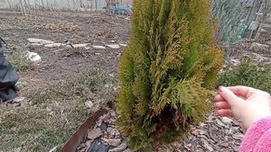 КОГДА ? И ЗАЧЕМ нужно проливать ХВОЙНЫЕ растения после зимы?