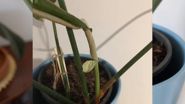 Philodendron Gloriosum: Warped, Torn, Yellowing Leaves смотреть онлайн