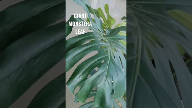 EXPENSIVE GIANT MONSTERA PLANT