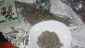 ШАЛФЕЙ- ТРАВА ВЕЧНОЙ МОЛОДОСТИ! ПОСЕЙТЕ ШАЛФЕЙ НА ДАЧЕ!