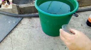 Чем подкормить малину до цветения весной