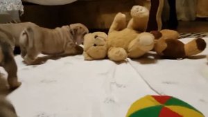 Ca De Bou. Щенки Ка де Бо продаются.