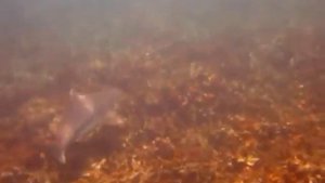 АКУЛКИ КО ТАО