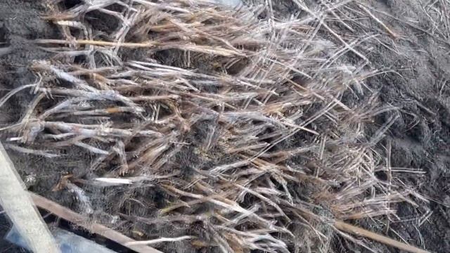 Посадка малини полана смотреть онлайн