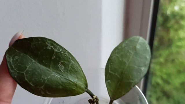 Как дела у моих хой🌱 смотреть онлайн