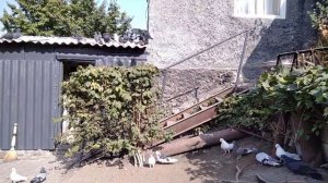 Голуби Сергей Барабаш г.Мирноград (Димитров Донецкая обл)