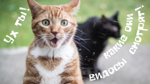 Какие классные  видосы!