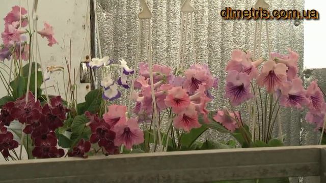 июль 2011г стрептокарпусы смотреть онлайн