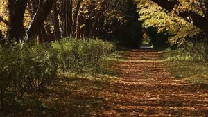 Дендрарий. Казань